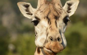 Namibian Family Adventurer