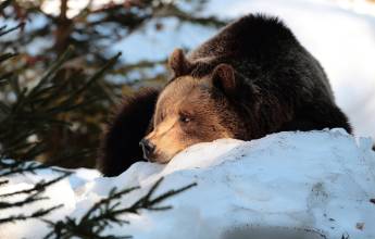 Transylvania Winter Walk & Snowshoe