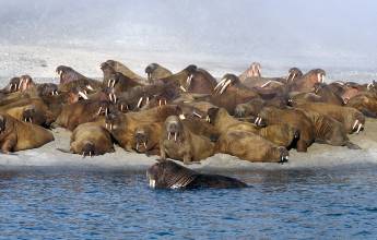 Arctic Saga: Spitsbergen, Faroes & Jan Mayen