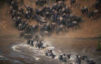 Gorillas & Masai Mara – Camping Reverse