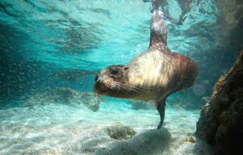 a swimming sea lion