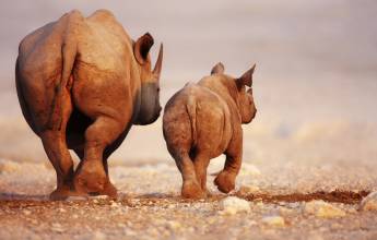 Namibian Family Adventurer