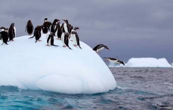 Penguins, Antarctica