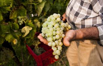 Walk The Prosecco Hills & Hidden Venice