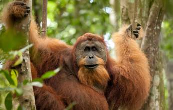 Primates & Dragons of Indonesia