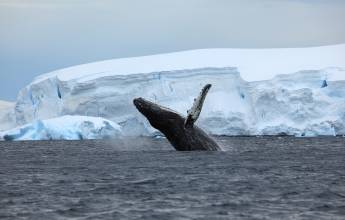 humpback whale breaching
