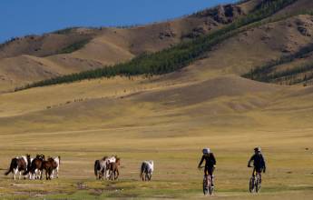 Horses and cyclists in Mongolia