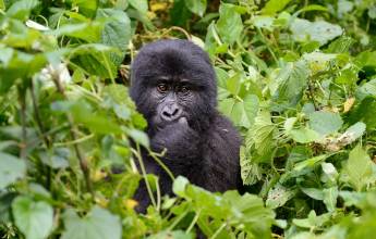 Gorillas & Masai Mara – Camping Reverse