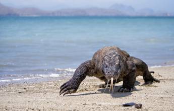 Komodo Dragon in Komodo Island National Park, Indonesia