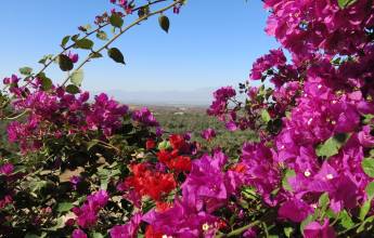 Wild flowers in the Anti-Atlas Mountains