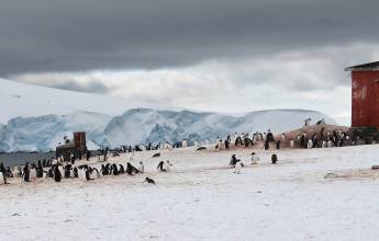 Gentoo penguin colony, Trinity Island