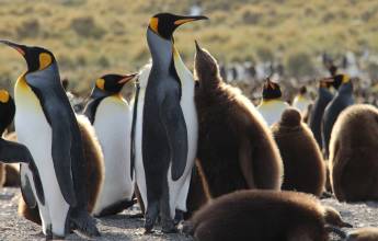 Penguins of the Far South: Falklands, South Georgia & Antarctica