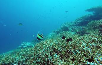Marine Wildlife of the Maldives