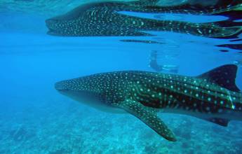 Marine Wildlife of the Maldives