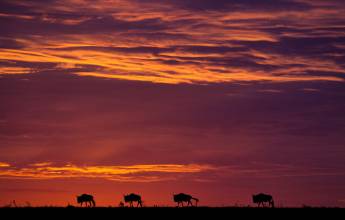 Gorillas & Masai Mara – Camping Reverse