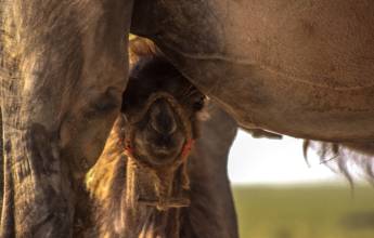 Discover Mongolia – Eagle Festival