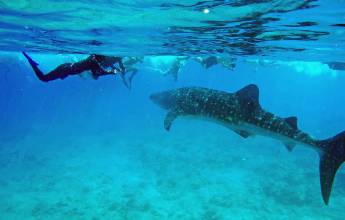Snorkelling with Whale shark, Indian Ocean, Maldives