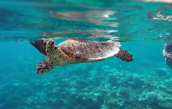 Marine Wildlife of the Maldives
