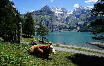 Classic Swiss Alps Walk