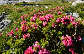 Classic Swiss Alps Walk