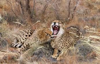 Namibian Family Adventurer