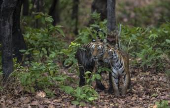 India Tiger Safari