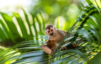 Wild Costa Rica – Premium Adventure