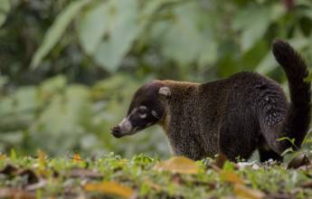 Wild Costa Rica – Premium Adventure