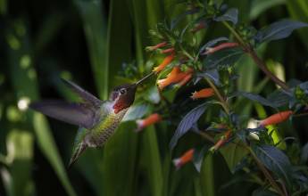 Costa Rica Adventure