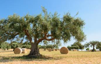Self-Guided Cycling through Baroque Sicily