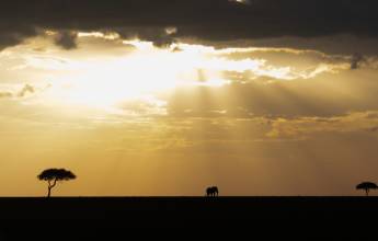 Gorillas & Masai Mara – Camping