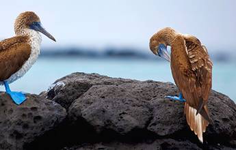 Blue-footed boobys in the Galapagos Islands