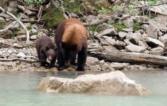 Discover the Canadian Rockies