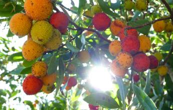 The Amalfi Coast Walk