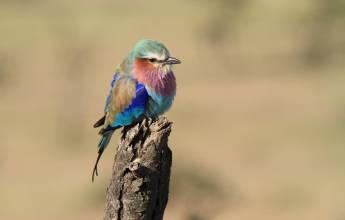Lilac-breasted roller in the Masai Mara (image by Andrew Appleyard)