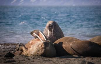Svalbard in Summer: Tundra, Whales and Wildlife