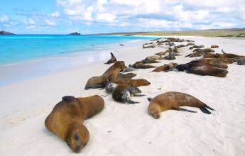 Galapagos Escape – Solaris (Itinerary B)