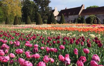garden_at_chenonceau