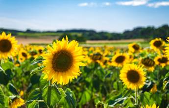 sunflowers-in-the-loire_valley