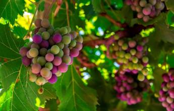 Loire Valley: Walks, Wine & Chateaux