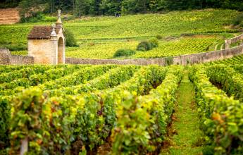 vineyards-burgundy