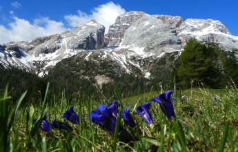 Walks in the Italian Dolomites