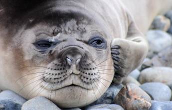 Penguins of the Far South: Falklands, South Georgia & Antarctica