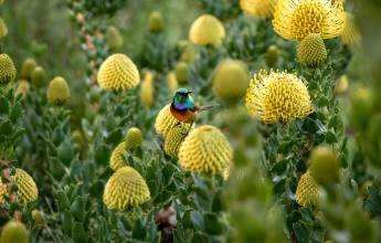 Cape Town and the Garden Route – Premium Adventure