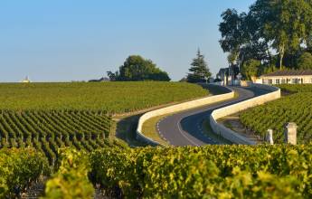bordeaux-vineyards