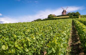 champagne-vineyards