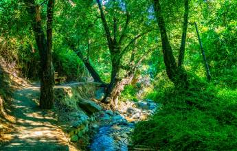 clarios_creek_-_kakopetria