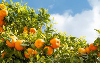 orange-trees-portugal