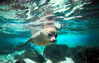 Galapagos Escape – Solaris (Itinerary C)