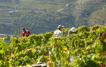 Douro Valley vineyard